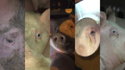 Animals-Bound-for-Slaughter