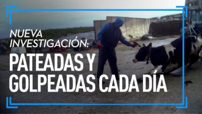 ABUSOS y MALTRATO ANIMAL en granja lechera | El VERDADERO PRECIO de la LECHE