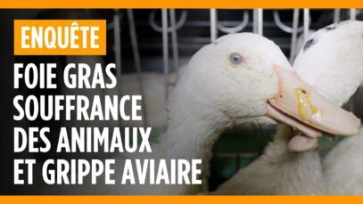 Alexis Gauthier, chef étoilé, vous parle du foie gras
