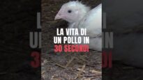 ALLEVAMENTI: La vita di un pollo in 30 secondi #shorts