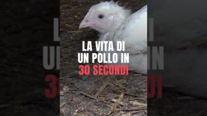 ALLEVAMENTI: La vita di un pollo in 30 secondi #shorts