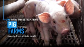 Animal Cruelty and Mutilations Found on Pig Farm in Mexico
