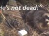 Animal suffering exposed in fur trapping investigation