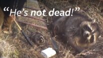 Animal suffering exposed in fur trapping investigation