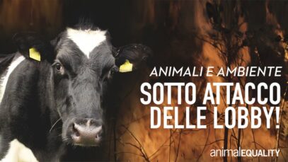Cosa succede? L'industria della carne sfrutta la guerra per fare retromarcia su animali e ambiente