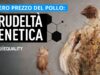 Crudeltà genetica: inchiesta sulle sofferenze dei polli negli allevamenti italiani