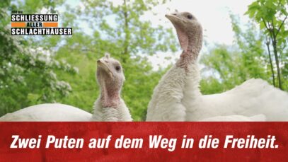 Dem Schlachthaus entkommen: Zwei Puten auf dem Weg in die Freiheit.