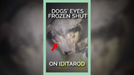 DISTURBING: Dogs’ Eyes FROZEN Shut on Iditarod Trail