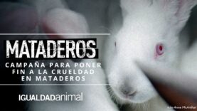 El MALTRATO ANIMAL en los MATADEROS españoles