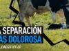 El SECRETO más OSCURO de la INDUSTRIA de la LECHE | Un investigador de Igualdad Animal lo grabó