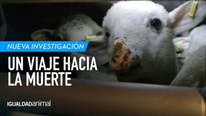 El viaje hacia la muerte | El MALTRATO ANIMAL de la exportación de animales