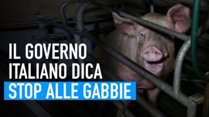 Gabbie negli allevamenti: il governo italiano faccia la sua parte per vietarle