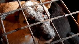 Investigation into the Indonesia dog meat trade in Sulawesi