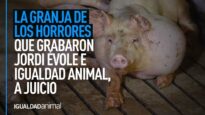 La MACROGRANJA que denunciaron JORDI ÉVOLE e Igualdad Animal, A JUICIO | ESCÁNDALO MALTRATO ANIMAL