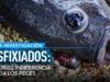 Los PECES también sufren MALTRATO ANIMAL | Nueva investigación de Igualdad Animal
