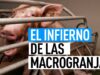 MACROGRANJAS: MALTRATO ANIMAL Y CONTAMINACIÓN