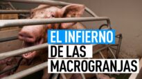 MACROGRANJAS: MALTRATO ANIMAL Y CONTAMINACIÓN