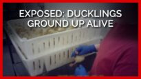 Maple Leaf Farms Worker Grinds Up Live Ducklings