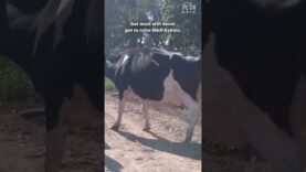 Milk and Eggs Are Sexist