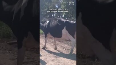Milk and Eggs Are Sexist
