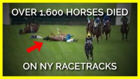 More than 1,600 Horse Deaths on New York Racetracks Since 2009