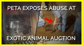 PETA Exposes Abuse at Exotic-Animal Auctions