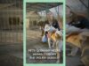 PETA Germany Helps Animals Cross the Polish Border.
