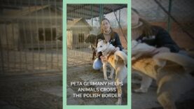 PETA Germany Helps Animals Cross the Polish Border.