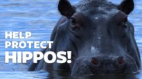Protect Hippos Under the Endangered Species Act
