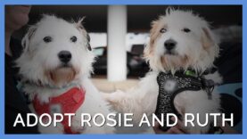 Ruth and Rosie Escaped a Cruel Breeder—Now They Need a New Home!