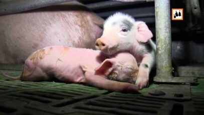 Schweinezucht in Deutschland, Herbst 2013