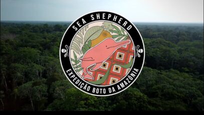 Sea Shepherd Brazil’s Campaign for the Amazon River Dolphins