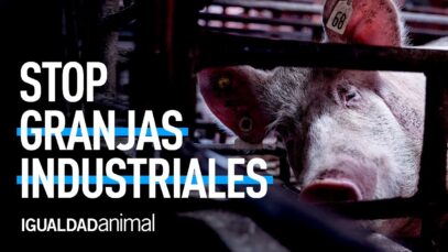 STOP GRANJAS INDUSTRIALES | MACROGRANJAS Y MALTRATO ANIMAL