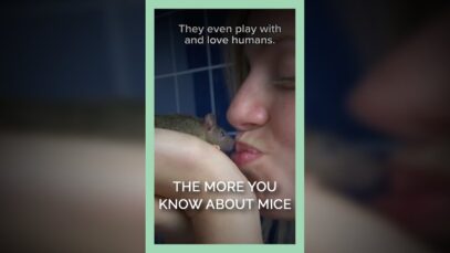 The More You Know About Mice.