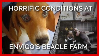 This Happened to Puppies in Virginia!