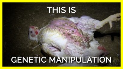 Why Animals on Farms Don’t Resemble Their Wild Counterparts