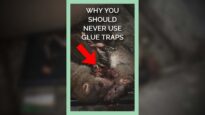 Why You Should Never Use Glue Traps