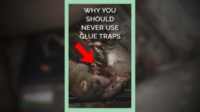 Why You Should Never Use Glue Traps
