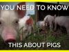 You Need to Know This About Pigs