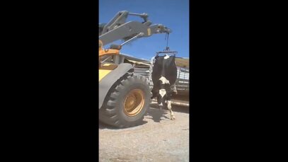 A Hip Clamp Is a Cruel Device Used by the Meat and Dairy Industries