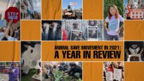Animal Save Movement in 2021: A Year In Review