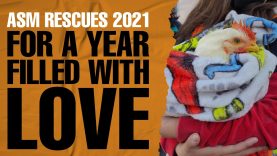Animal Save Movement Rescues 2021