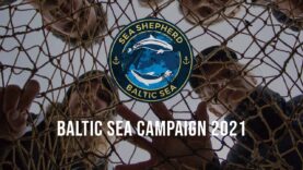 Baltic Sea Campaign 2021 | Recovery of Ghost nets in the Baltic Sea | SEA SHEPHERD