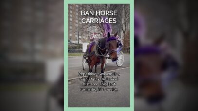 Ban Horse Carriages.