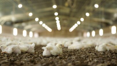 Breaking Report Examines Animal Agriculture’s Impact on Billions of People