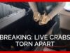 BREAKING: Workers Tear Live Animals Apart, Throw Them Away in Florida’s Stone Crab Industry