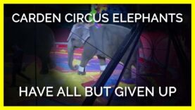 Carden Circus Elephants Have All But Given Up