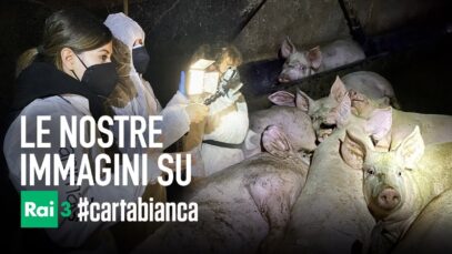Con #Cartabianca RAI3 in un allevamento intensivo di maiali in Italia