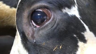 CONDEMNED: What the meat industry hides