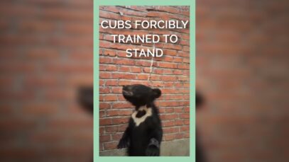 Cubs Forcibly Trained to Stand.